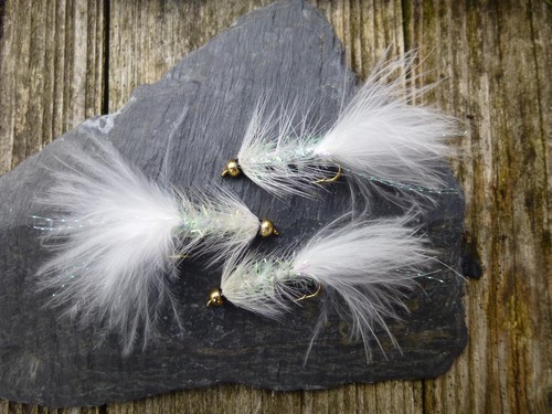 Glitter goldkopf wooly - 3,